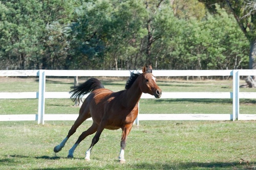 Country Club Villas image 1